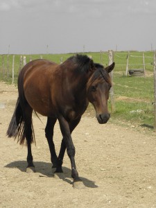 Neghma (propriétaire)