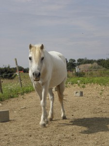 Caïd (propriétaire)