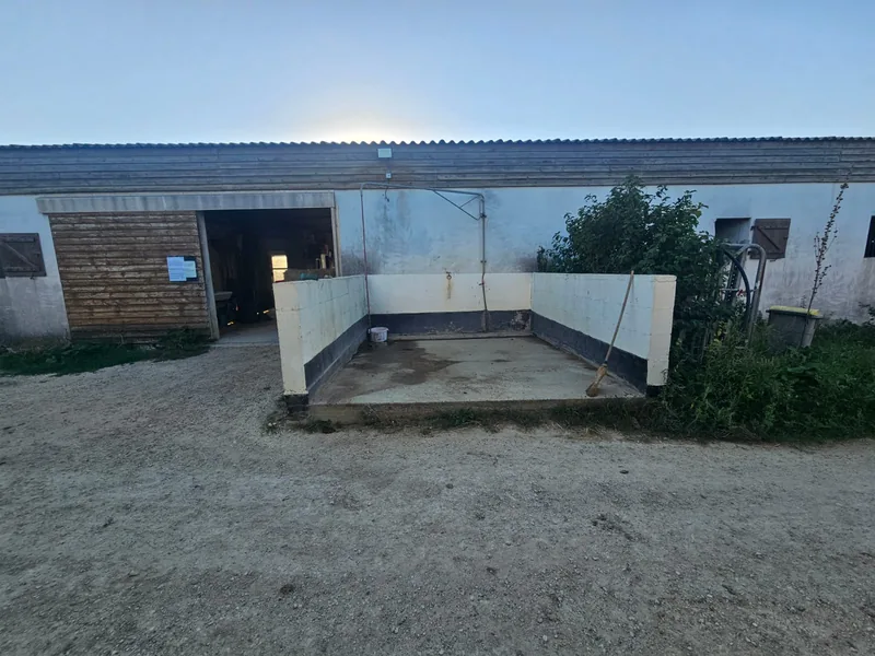 L’aire de douche des chevaux devant l’écurie, murets blancs et sol en béton