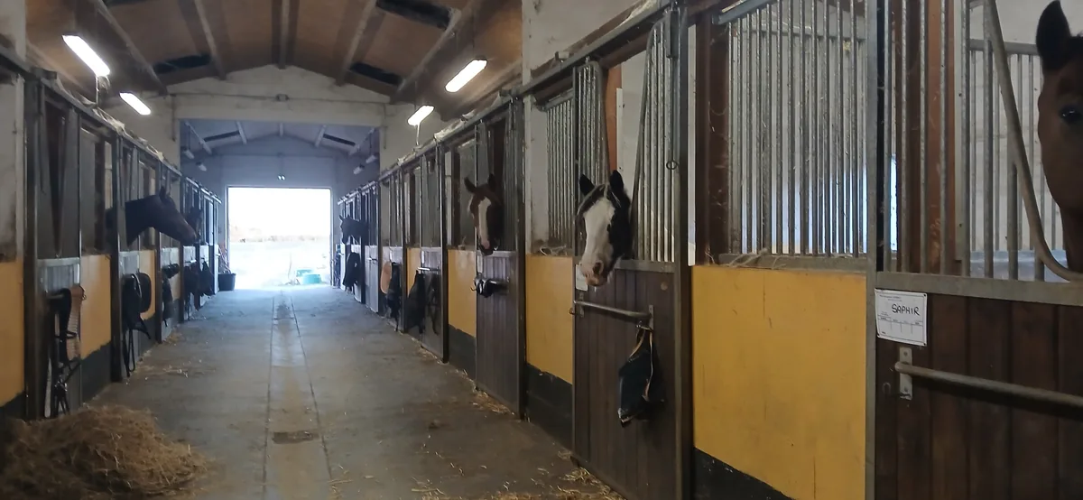 L’allée des écuries, les chevaux aux portes de leurs box, la lumière du fond
