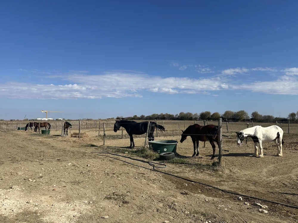 Des chevaux dans leurs paddocks, séparés par des clôtures de bois et de fil, sous un grand ciel bleu