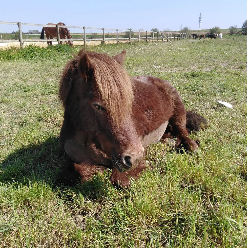 Un poney shetland couché dans l’herbe, les prés et les clôtures derrière lui