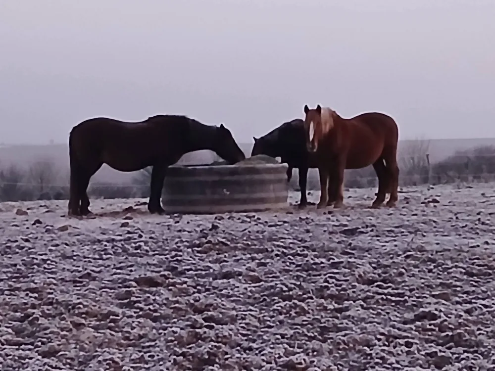 Trois chevaux au pré par un matin de givre, autour de l’abreuvoir